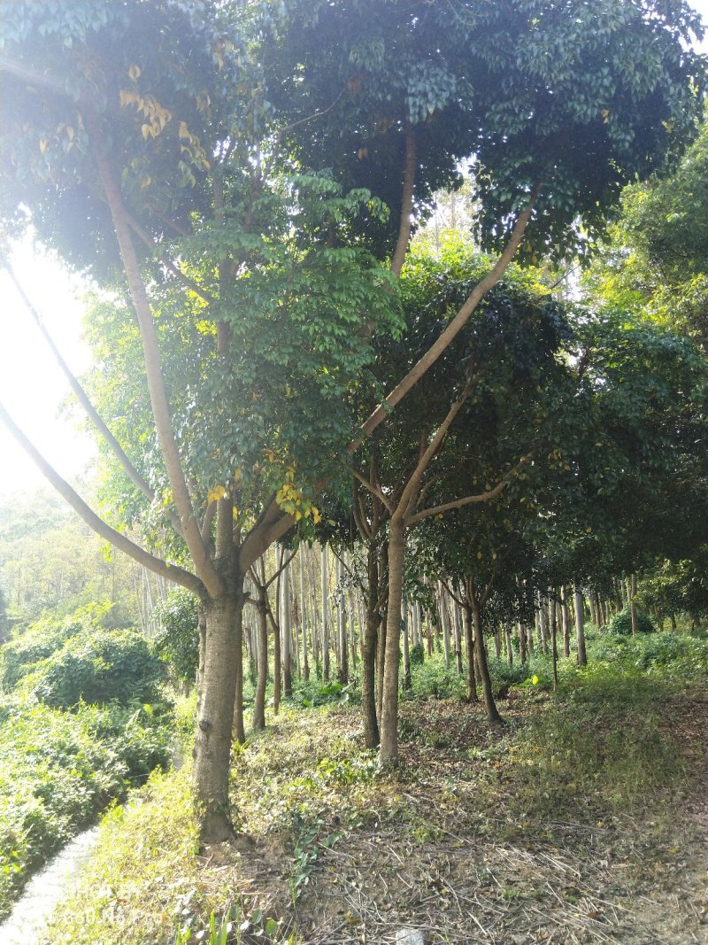出售绿宝石树苗10-35公分