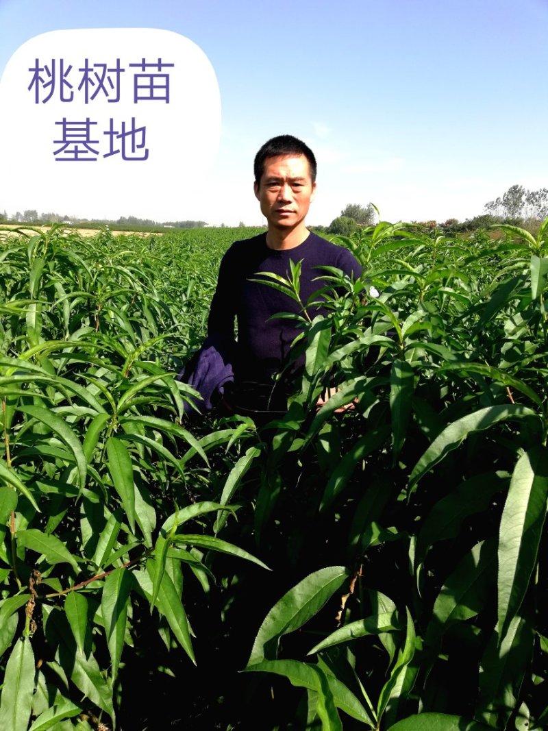 大血桃树苗第二年挂果早熟丰产口感脆甜免费技术指导