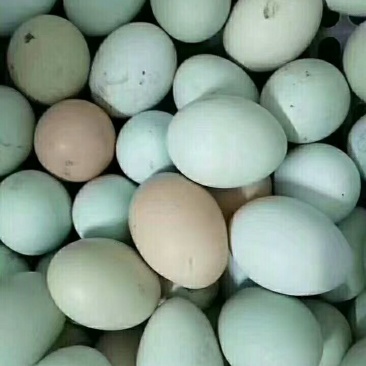 禽畜牧蛋肉
