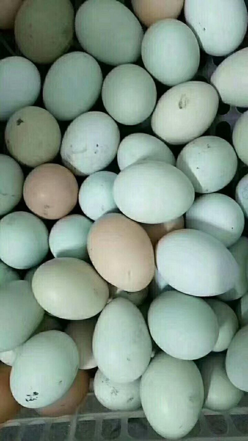 禽畜牧蛋肉