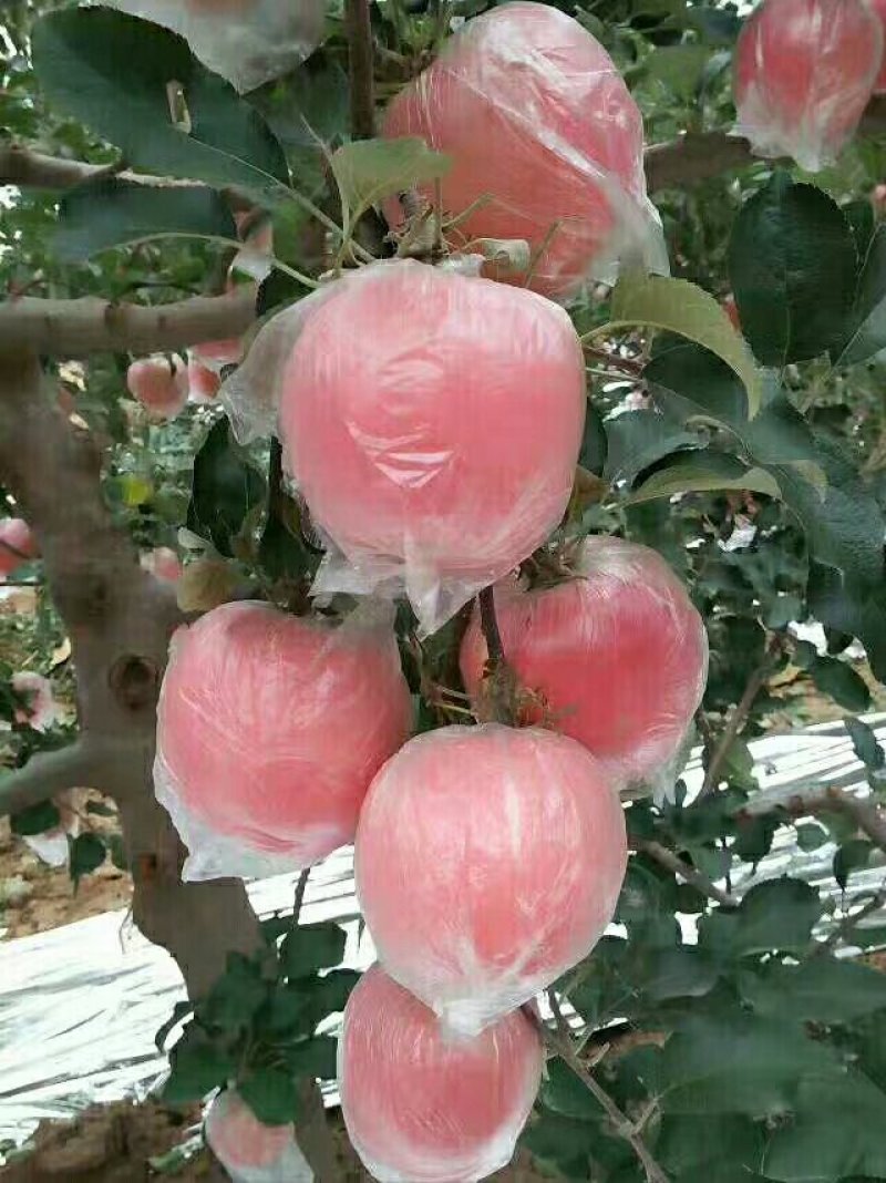 土豪苹果