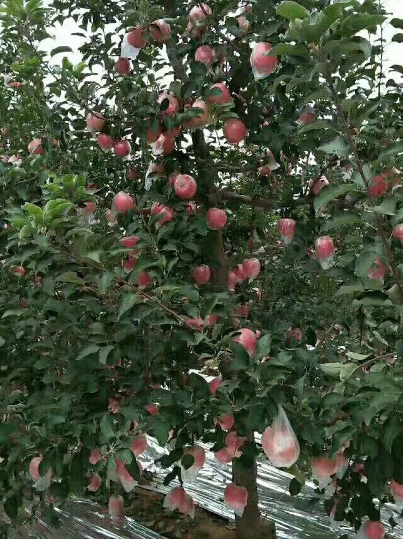 土豪苹果