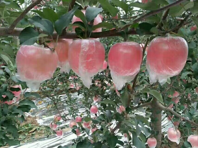 土豪苹果