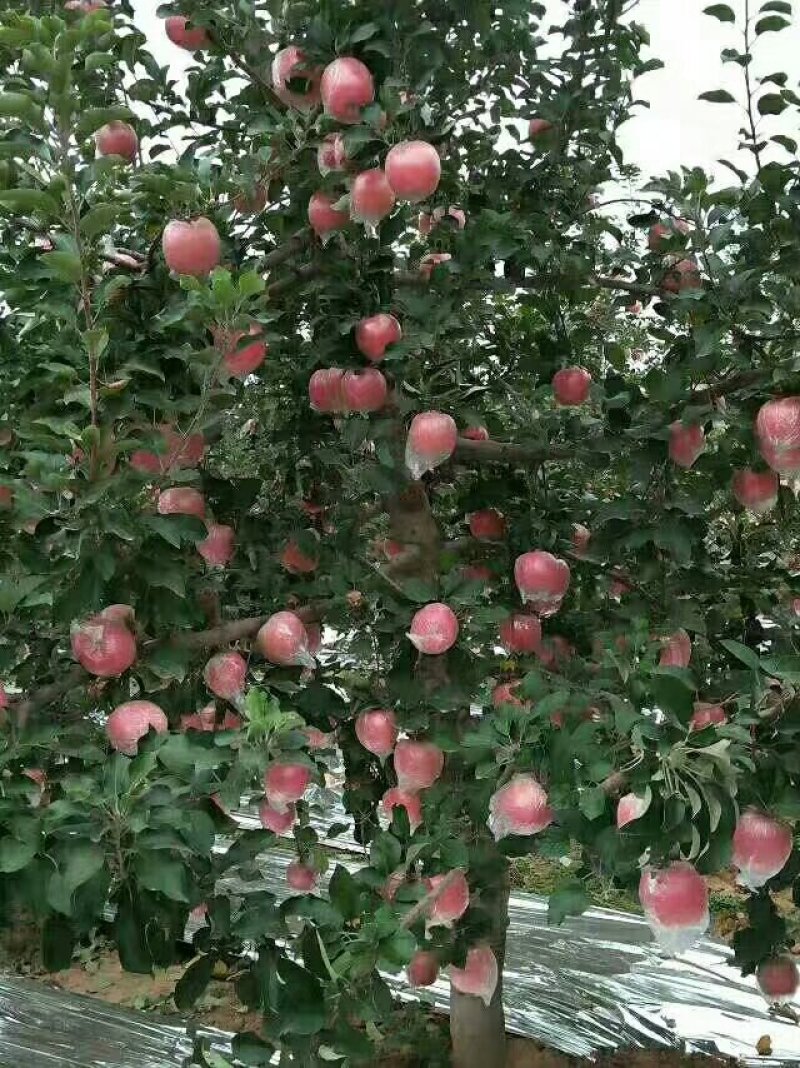 土豪苹果