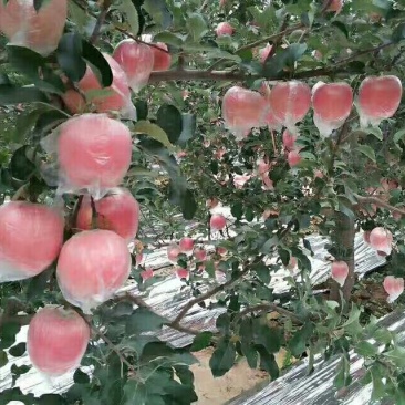土豪苹果