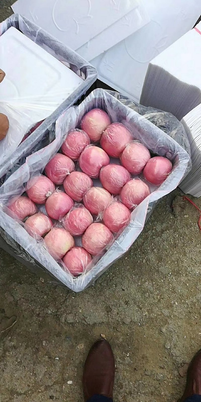 万亩红富士苹果大量上市，条红，片红，全红红富士苹果，产地