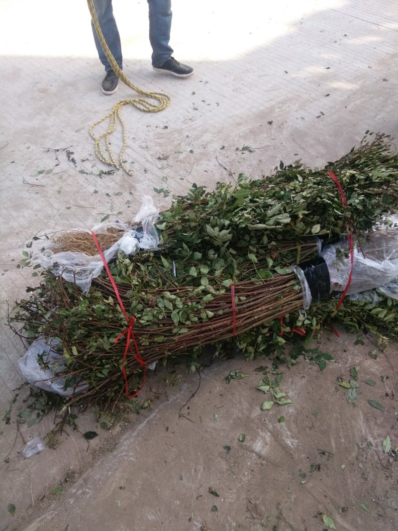 花椒苗，大红袍花椒苗，无刺花椒苗，大量出售。