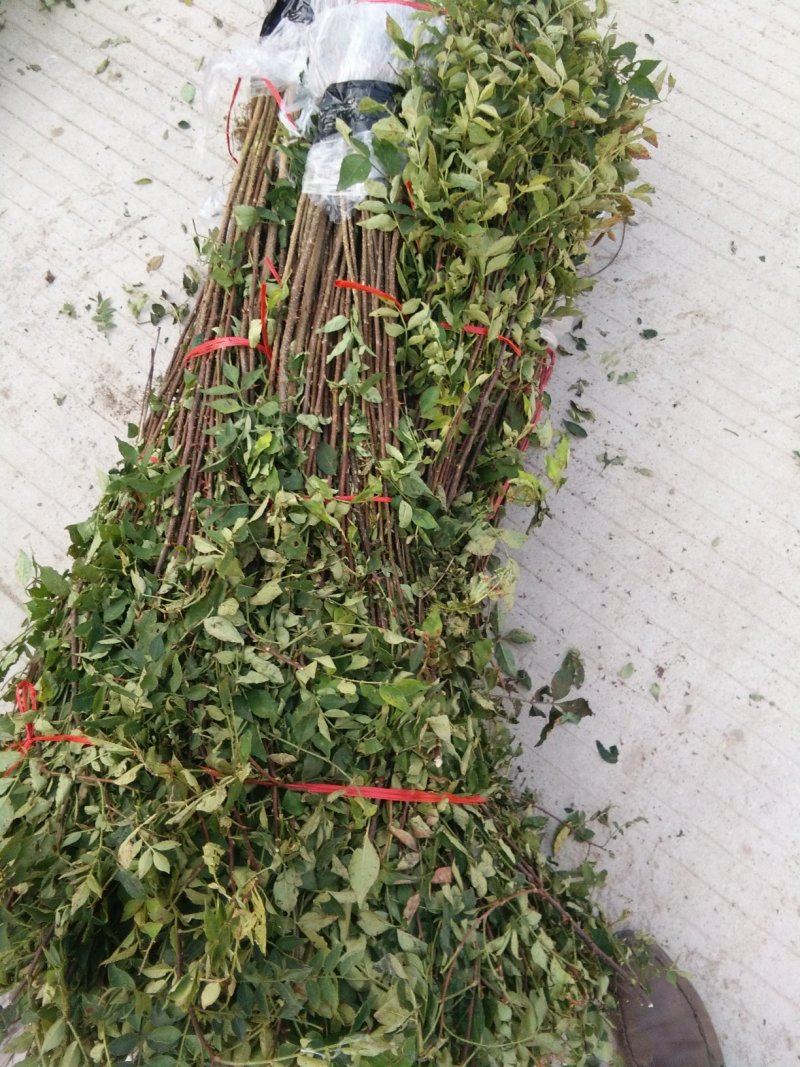 花椒苗，大红袍花椒苗，无刺花椒苗，大量出售。