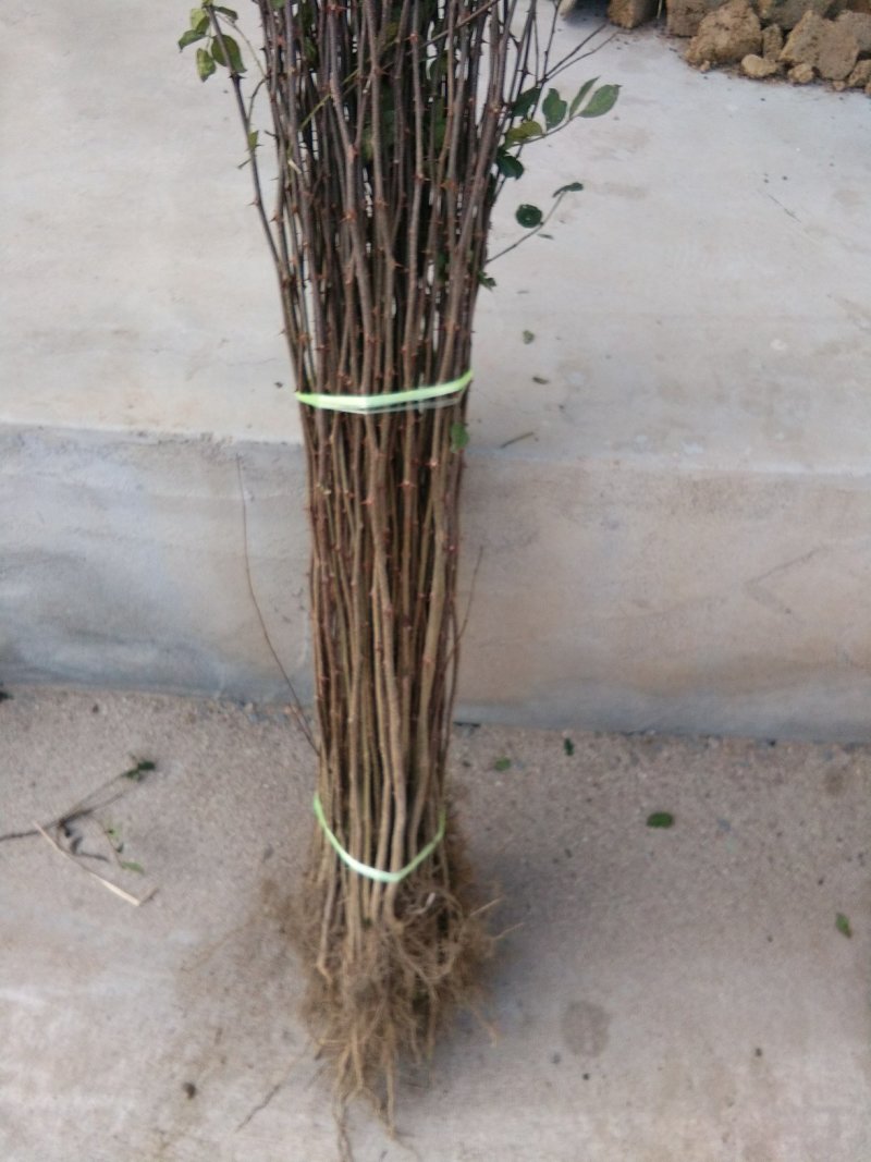 花椒苗，大红袍花椒苗，无刺花椒苗，大量出售。