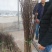 花椒苗，大红袍花椒苗，无刺花椒苗，大量出售。