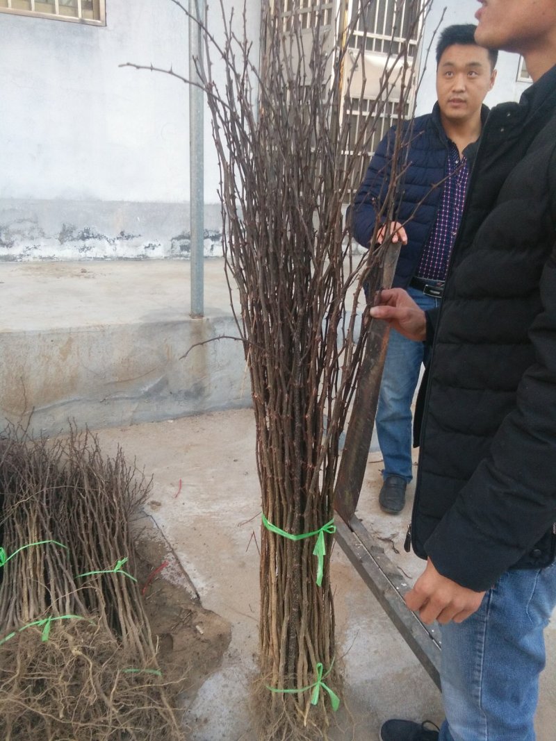 花椒苗，大红袍花椒苗，无刺花椒苗，大量出售。