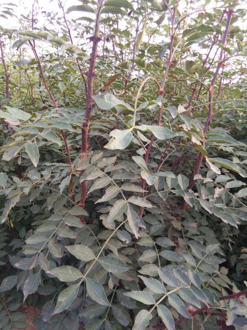 花椒苗，大红袍花椒苗，无刺花椒苗，大量出售。