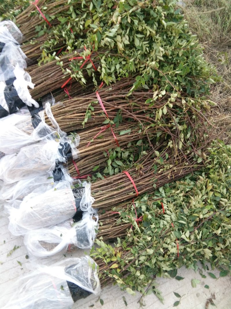 花椒苗，大红袍花椒苗，无刺花椒苗，大量出售。