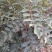 花椒苗，大红袍花椒苗，无刺花椒苗，大量出售。