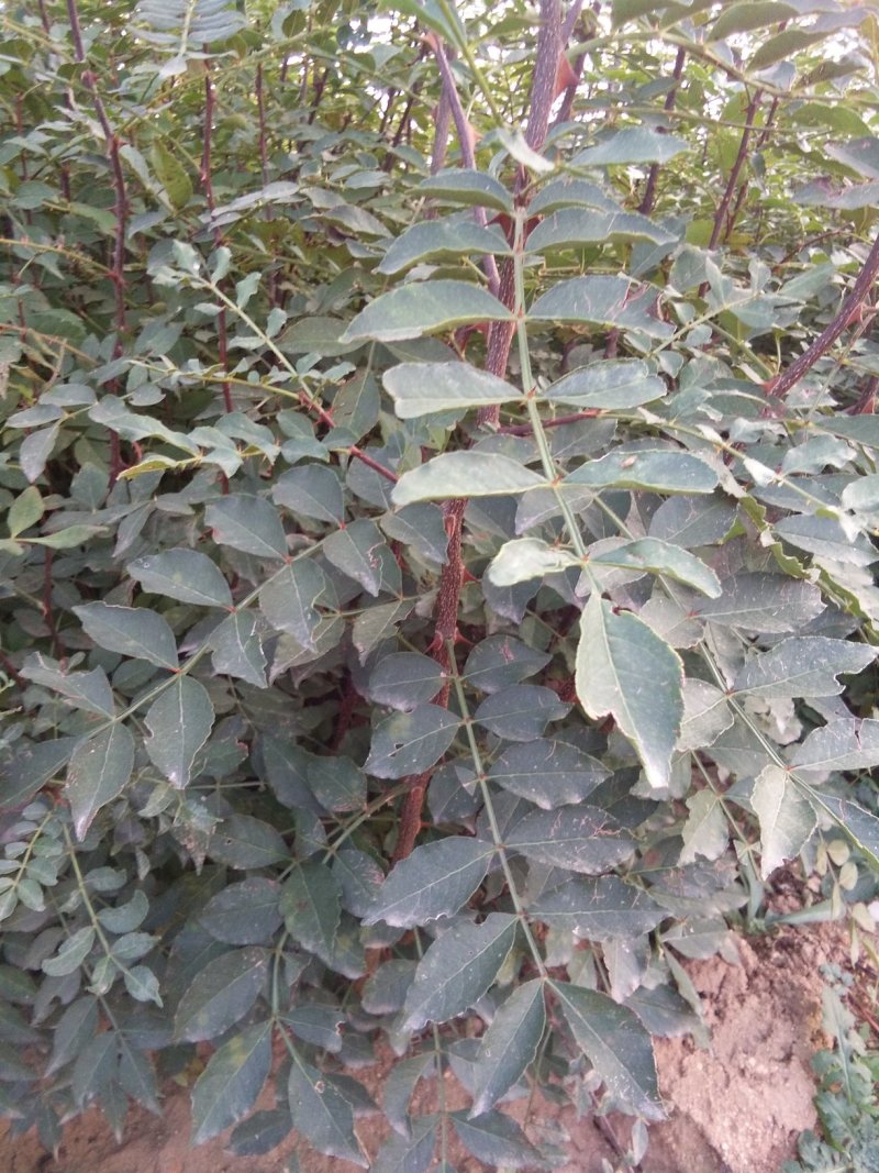 花椒苗，大红袍花椒苗，无刺花椒苗，大量出售。