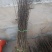 花椒苗，大红袍花椒苗，无刺花椒苗，大量出售。