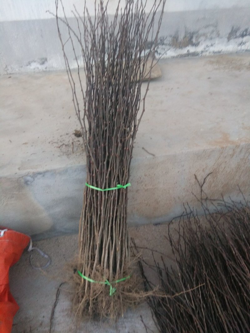 花椒苗，大红袍花椒苗，无刺花椒苗，大量出售。