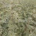 花椒苗，大红袍花椒苗，无刺花椒苗，大量出售。
