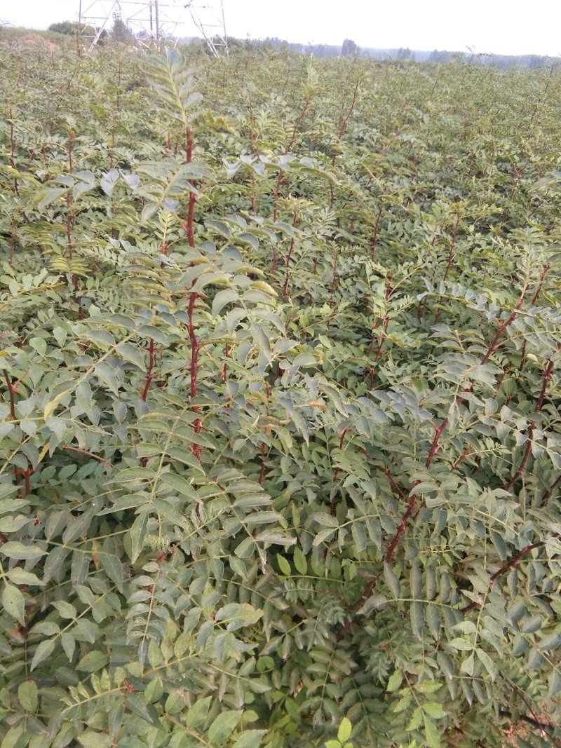 花椒苗，大红袍花椒苗，无刺花椒苗，大量出售。