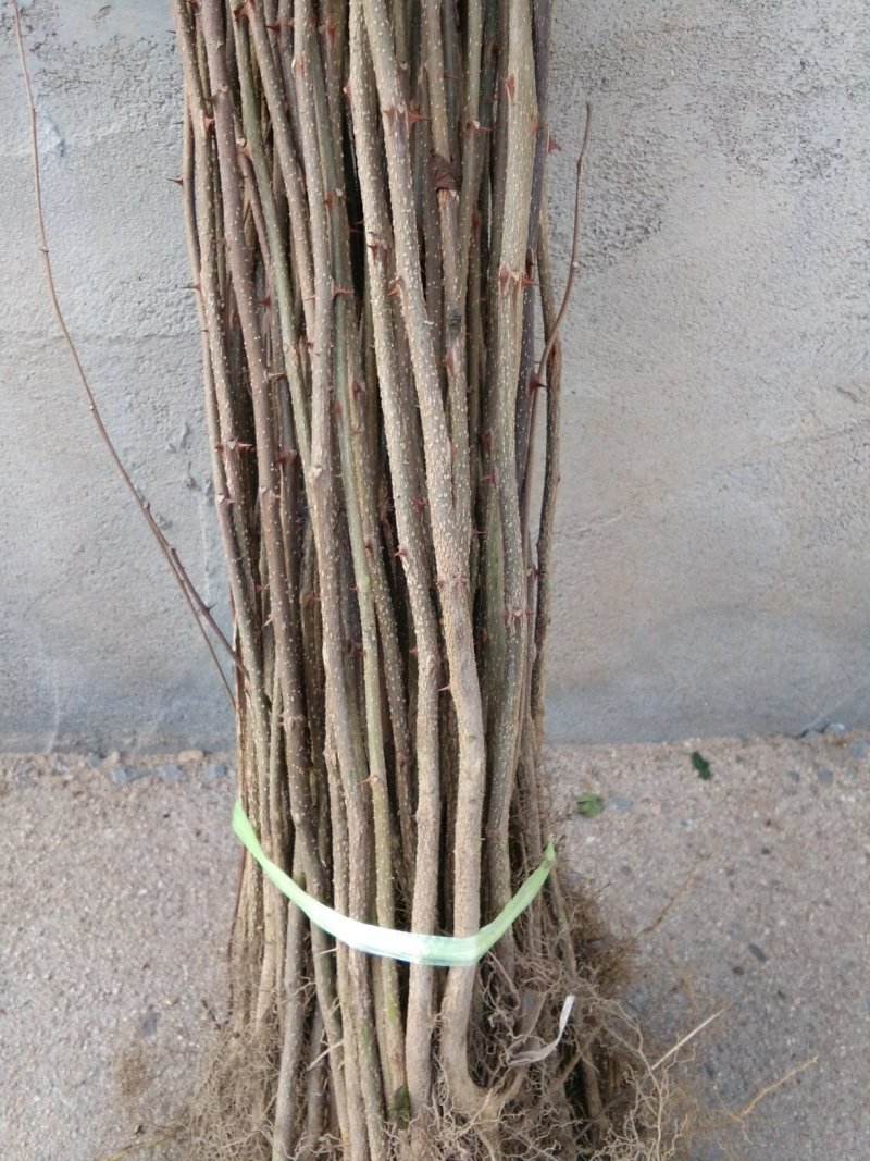 花椒苗，大红袍花椒苗，无刺花椒苗，大量出售。