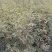 花椒苗，大红袍花椒苗，无刺花椒苗，大量出售。