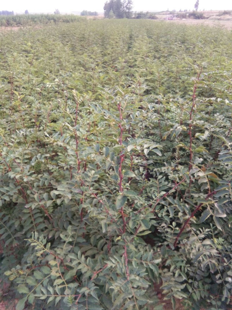 花椒苗，大红袍花椒苗，无刺花椒苗，大量出售。