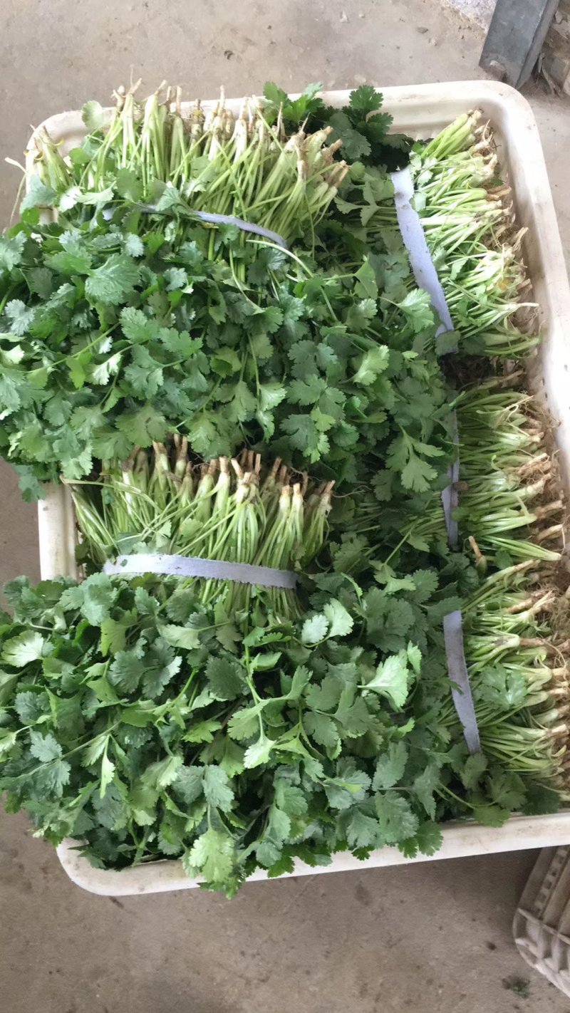 精品香菜，价格便宜，香菜漂亮，