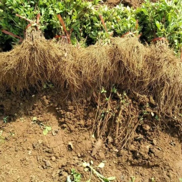 金银花苗，基地直供品质保证，大小生意一律公平，死苗补发