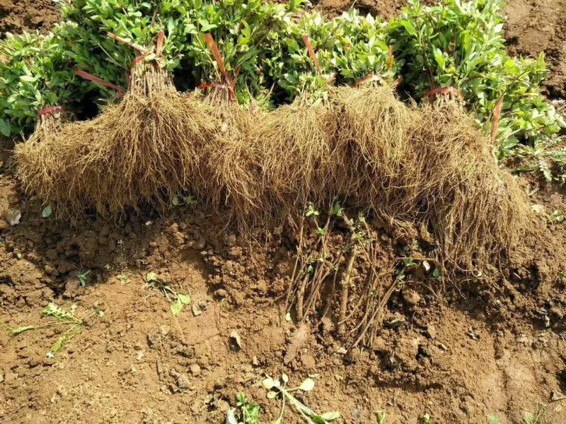 金银花苗，基地直供品质保证，大小生意一律公平，死苗补发