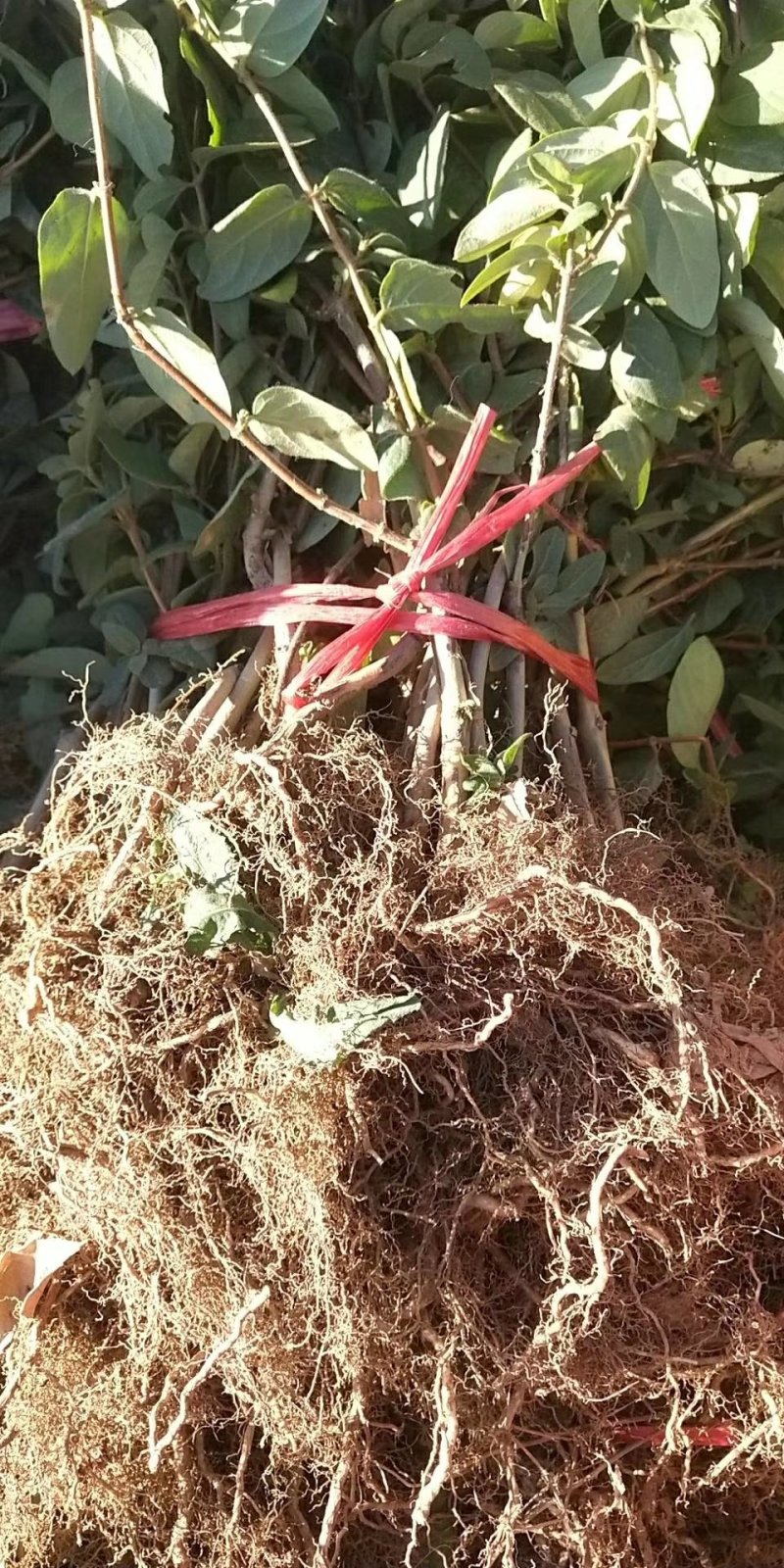 金银花苗，基地直供品质保证，大小生意一律公平，死苗补发
