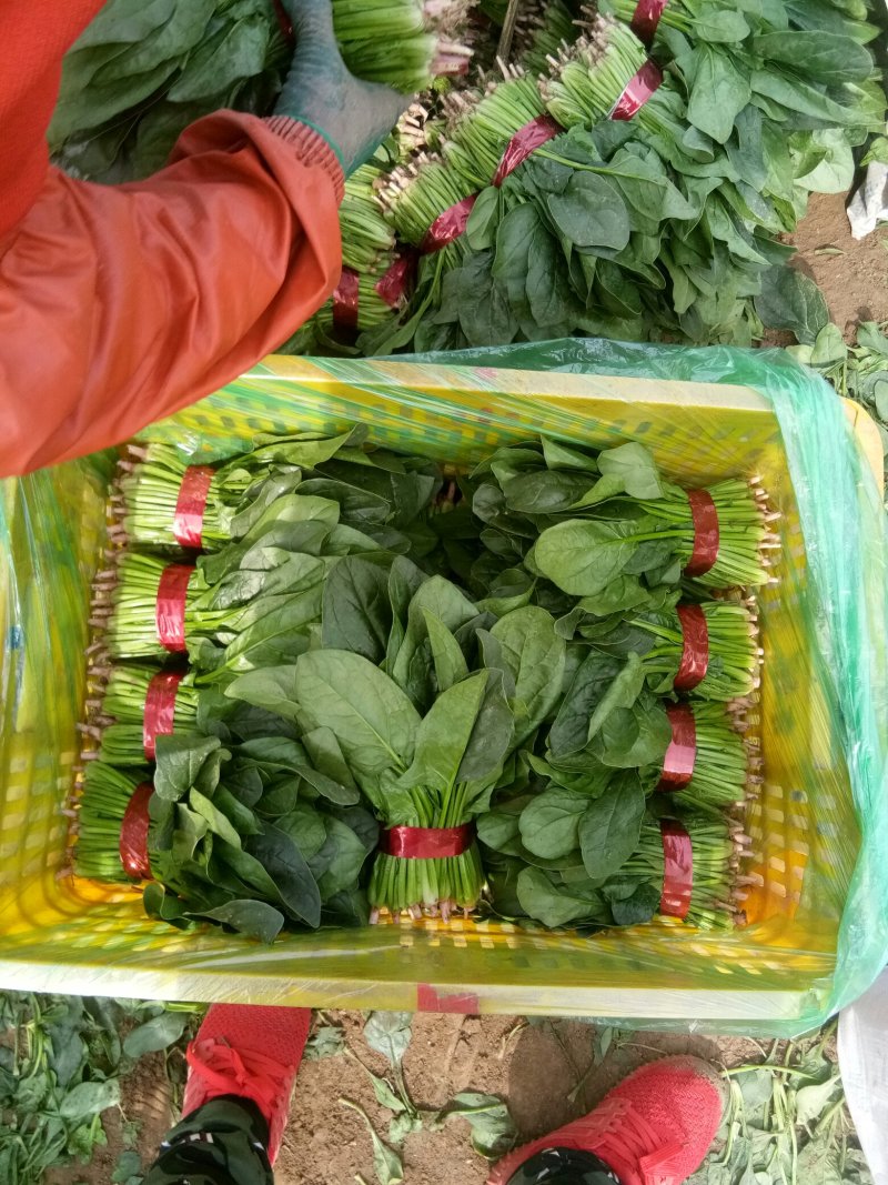 菠菜