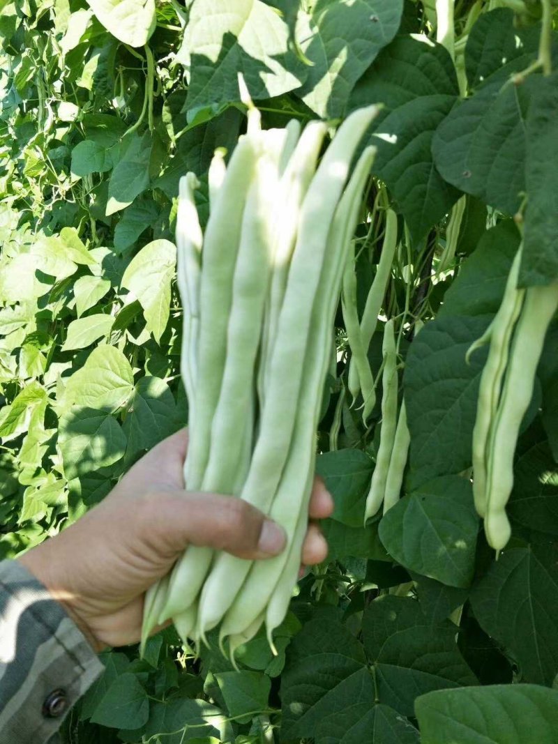 蔬菜