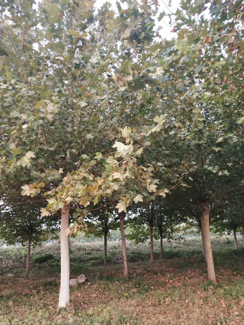 供应18公分法桐