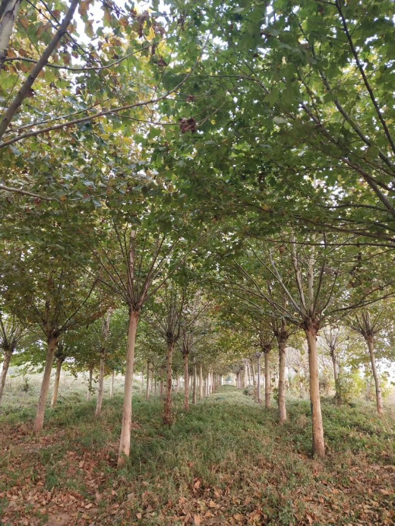 供应18公分法桐