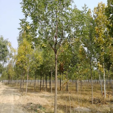 白蜡树8公分