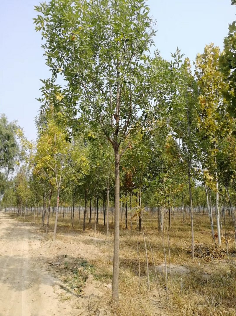白蜡树8公分