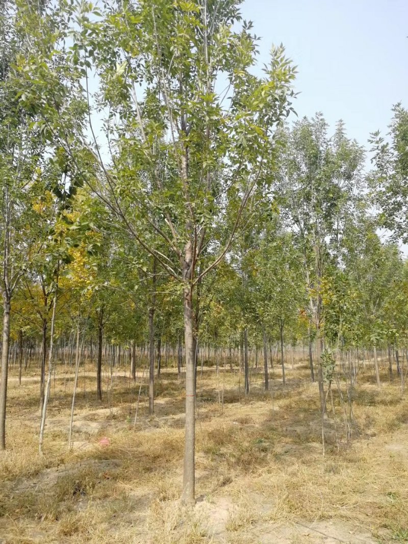 白蜡树8公分