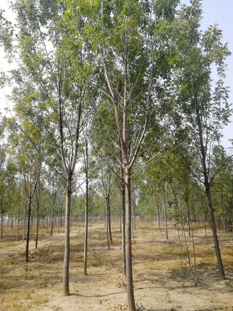白蜡树8公分