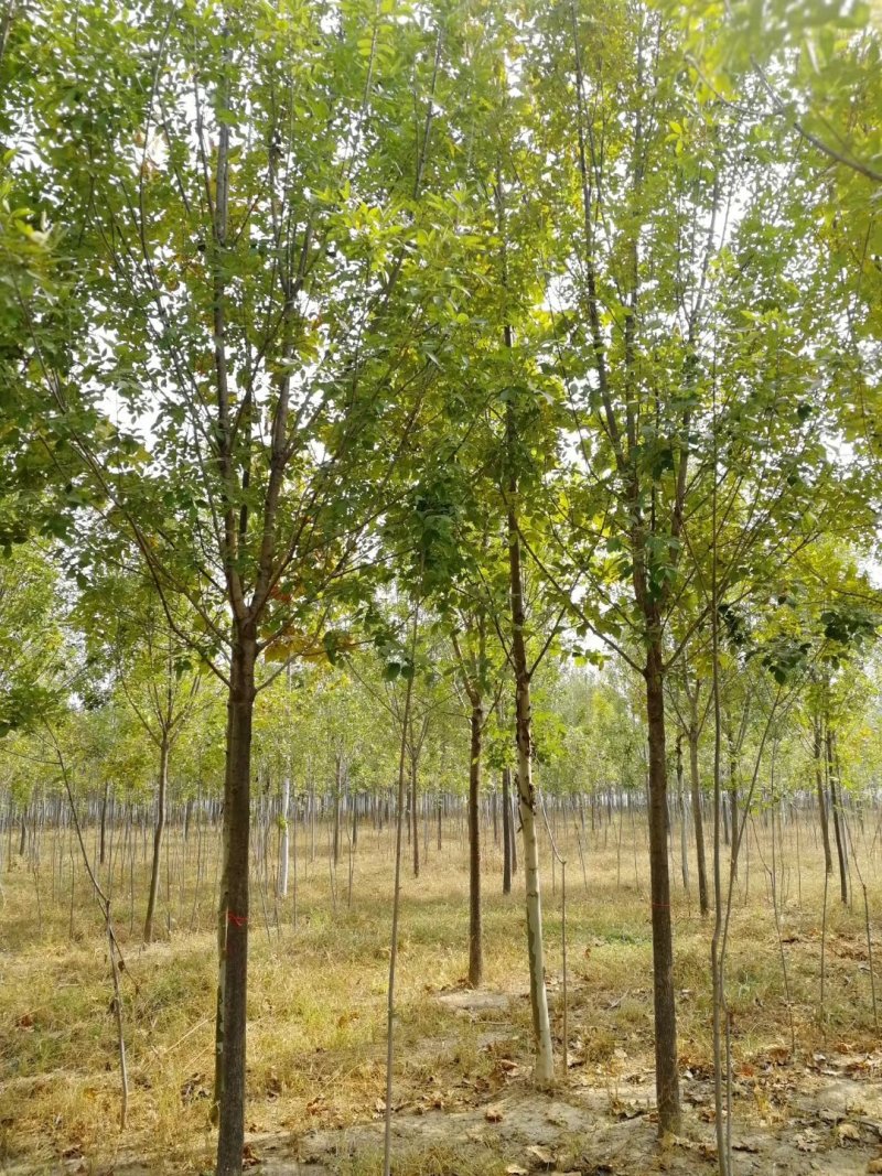 白蜡树8公分