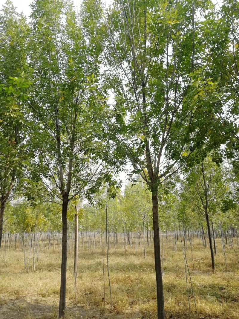 白蜡树8公分