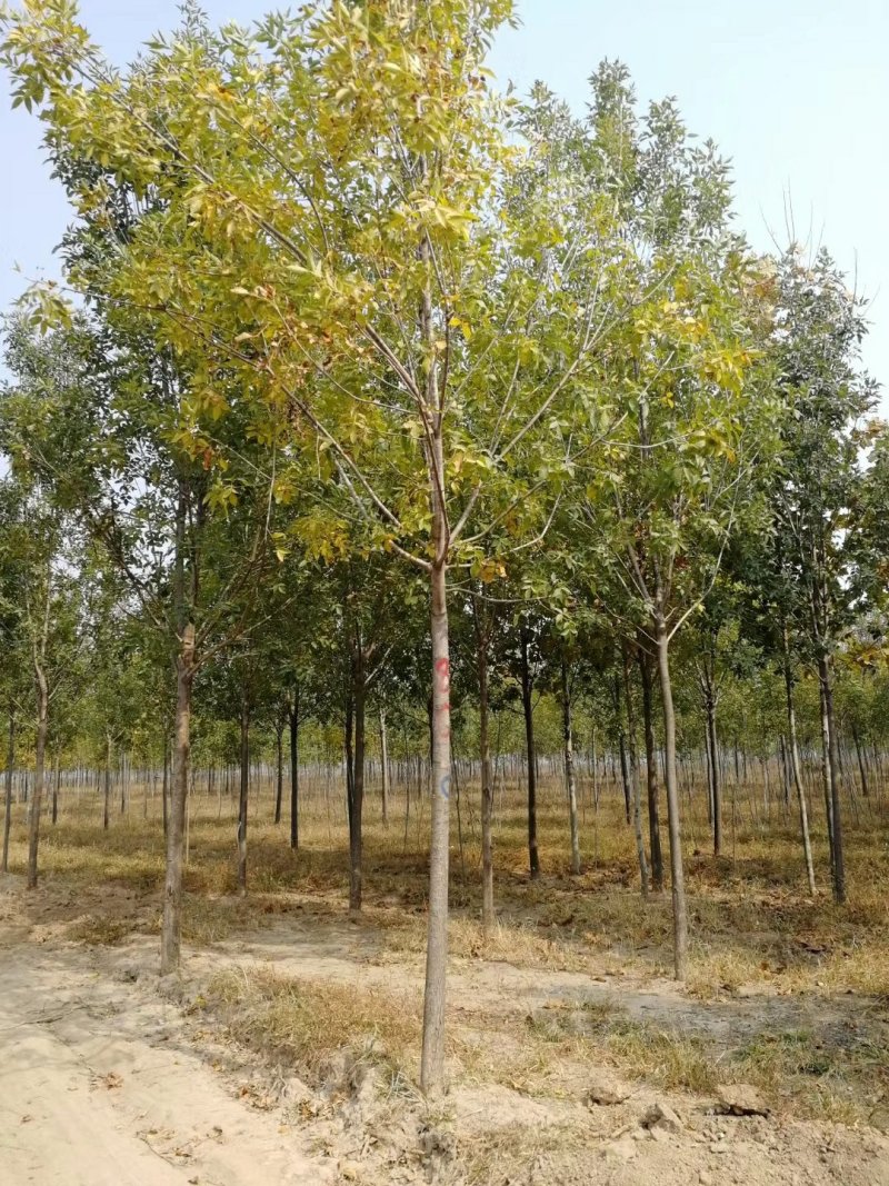 白蜡树8公分