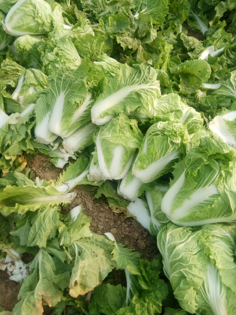 新乡小包，大量上市，欢迎新老客户前来联系。