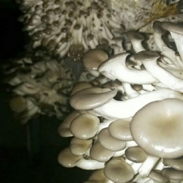 姬菇各级菌种，栽培保成功。