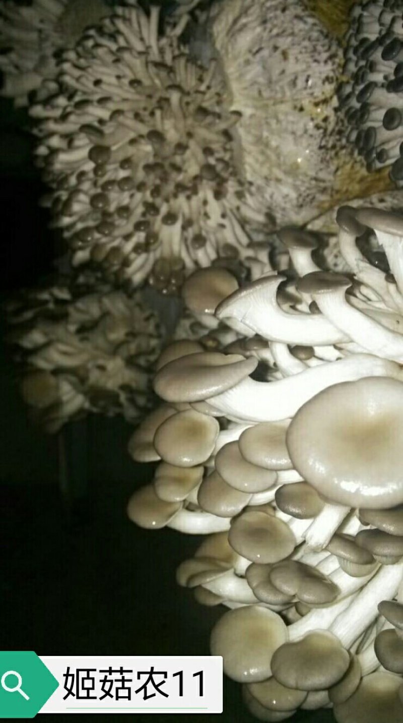 姬菇各级菌种，栽培保成功。