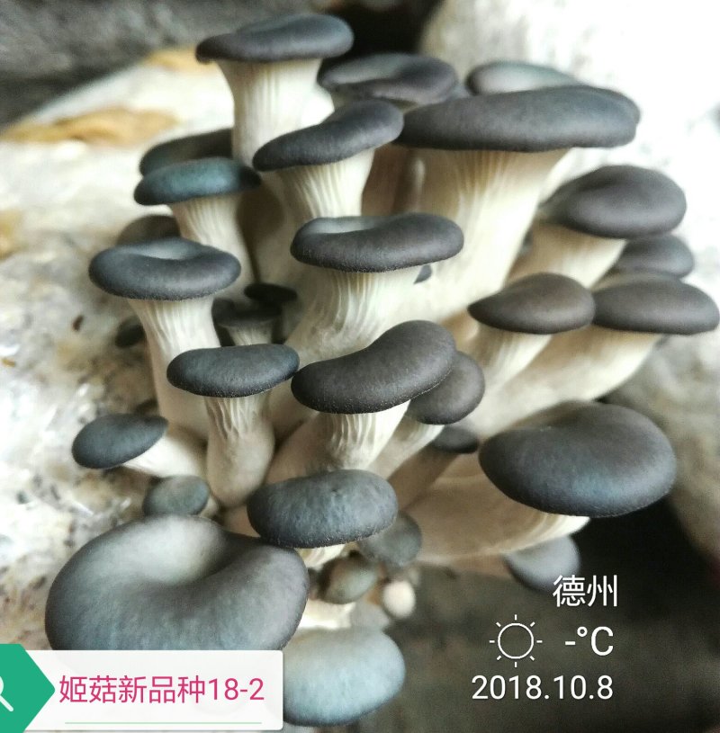 姬菇各级菌种，栽培保成功。