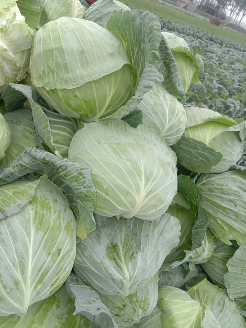 奥奇娜系列平包包菜。