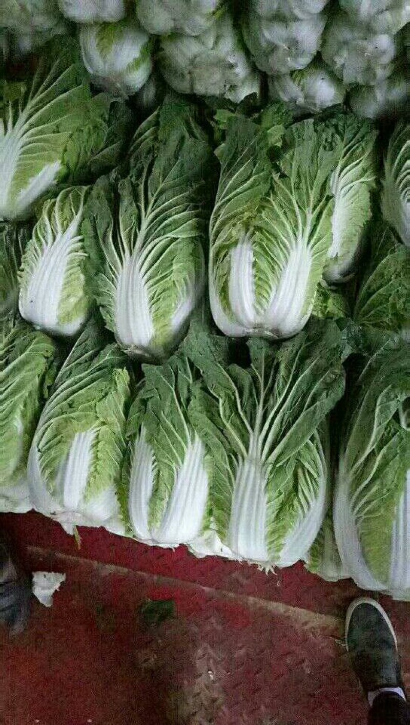 奥奇娜系列平包包菜。