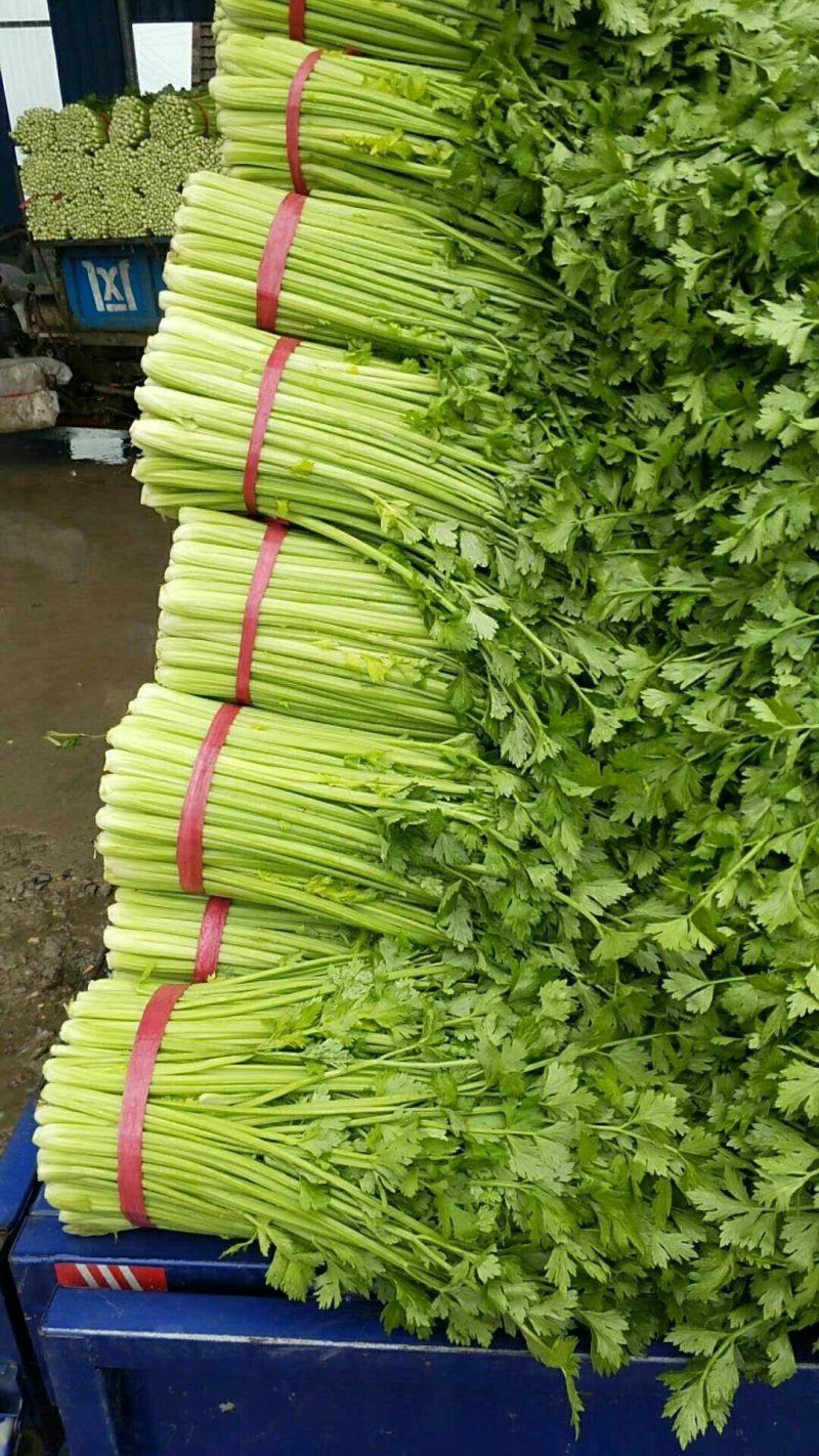 奥奇娜系列平包包菜。