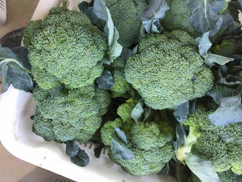 奥奇娜系列平包包菜。