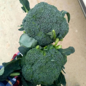 优秀西兰花优秀西兰花
